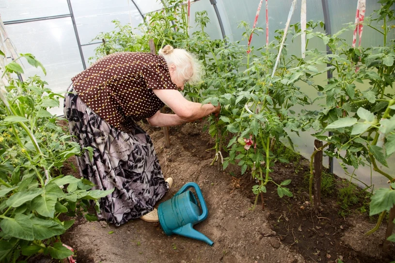 Babcia kazała usunąć z krzaków zbędny balast. Pomidory obrodziły jak nigdy