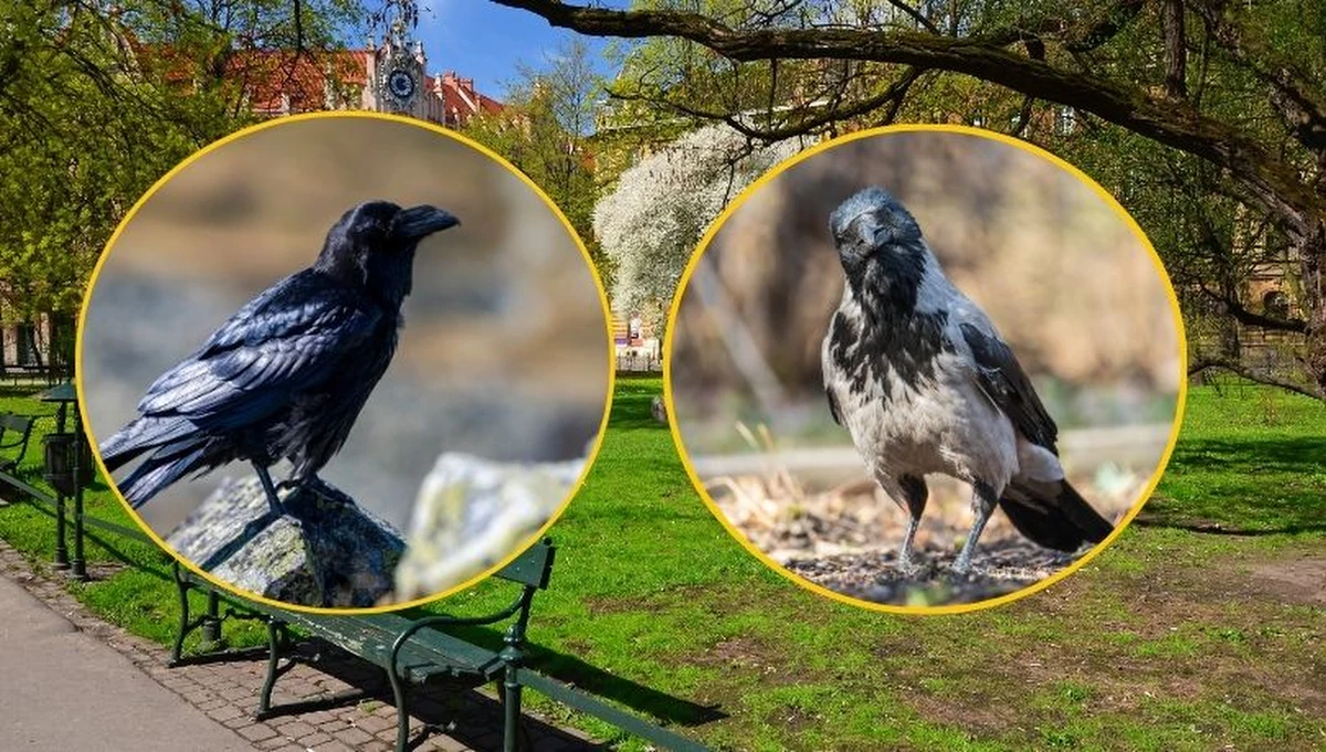 Czarne ptaki pojawiające się w polskich parkach i miastach często budzą wątpliwości: czy to kruk, czy wrona? Choć na pierwszy rzut oka wydają się niemal identyczne, tak naprawdę różni je bardzo wiele. Sprawdź, czym dokładnie odróżnić te dwa fascynujące gatunki.