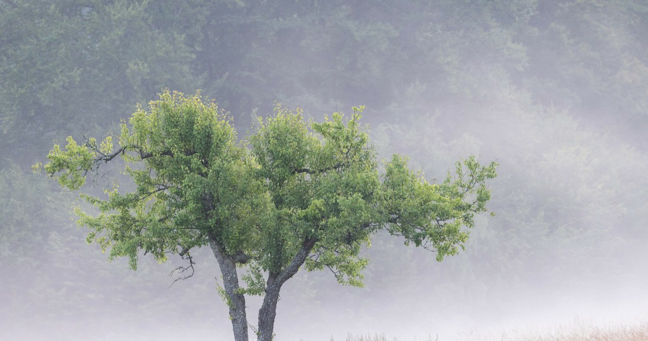 Najpierw rachunek strat, później pomoc. "Spadek temperatur był rekordowy"