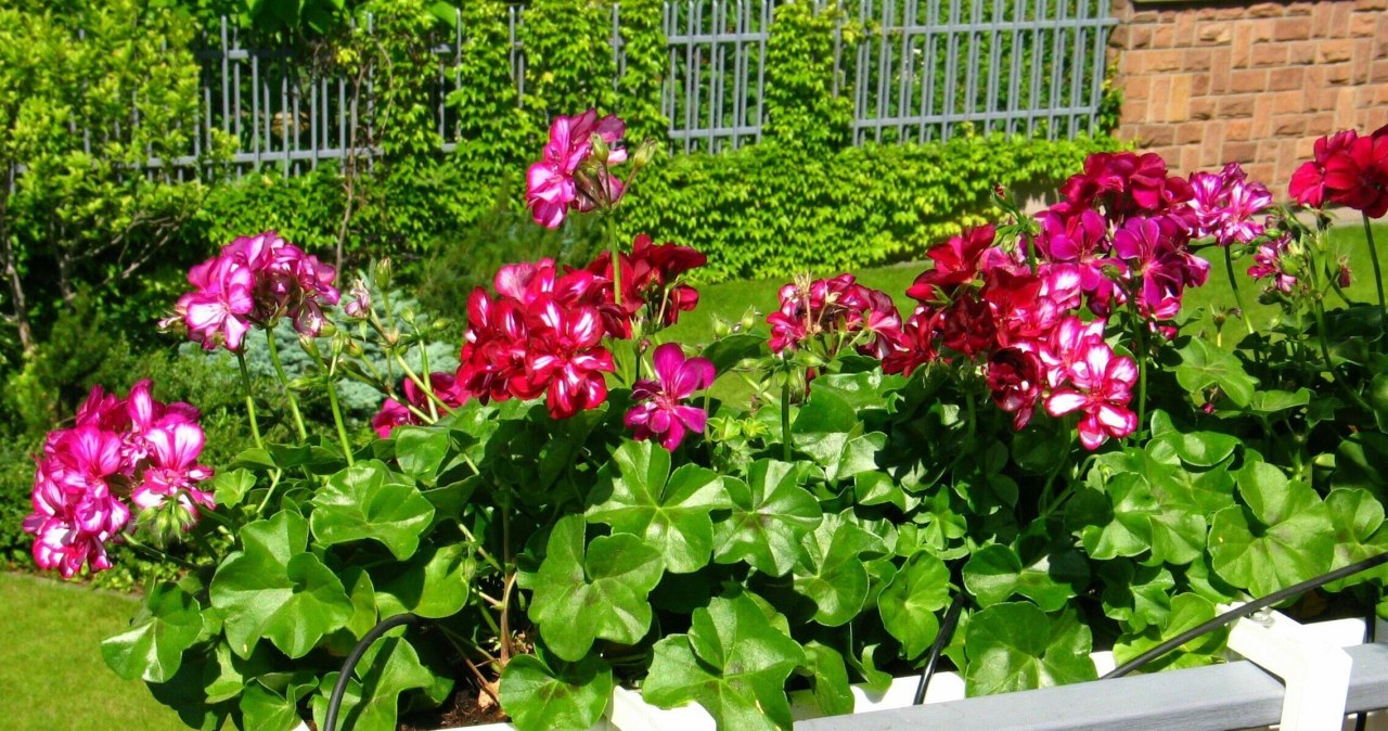 Teściowa ma najładniejsze pelargonie w okolicy. To dzięki domowej odżywce