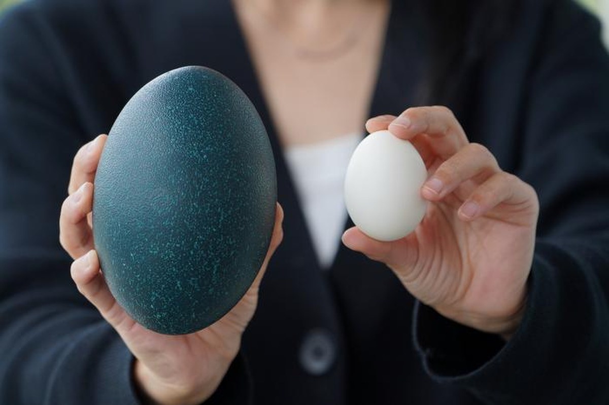 Dlaczego kura lata, a emu nie? Decyduje o tym jedna chwila