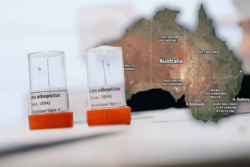 Kąsa wielokrotnie i boleśnie. Inwazyjny owad ruszył w głąb Australii