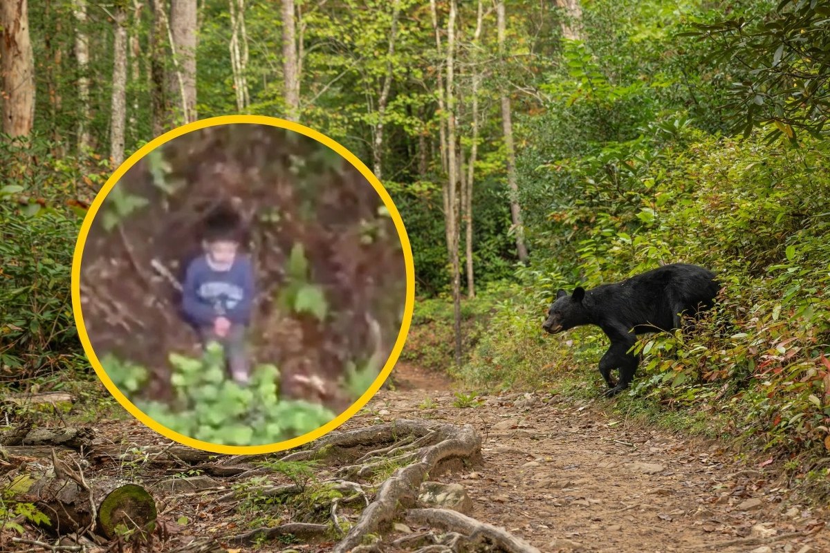 Przeżył trzy dni w lesie pełnym niedźwiedzi. Niewiarygodna historia 5-letniego Alexa