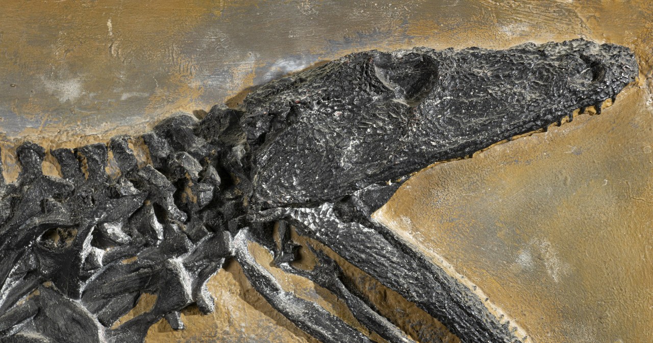 Australijski emeryt odkrył skamieniałość temnospondyla podczas budowy murku Australijski emeryt odkrył skamieniałość temnospondyla podczas budowy murku