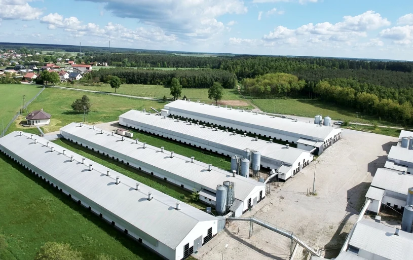 Polska produkuje najwięcej drobiu w UE. Branża z niepokojem patrzy na Chiny