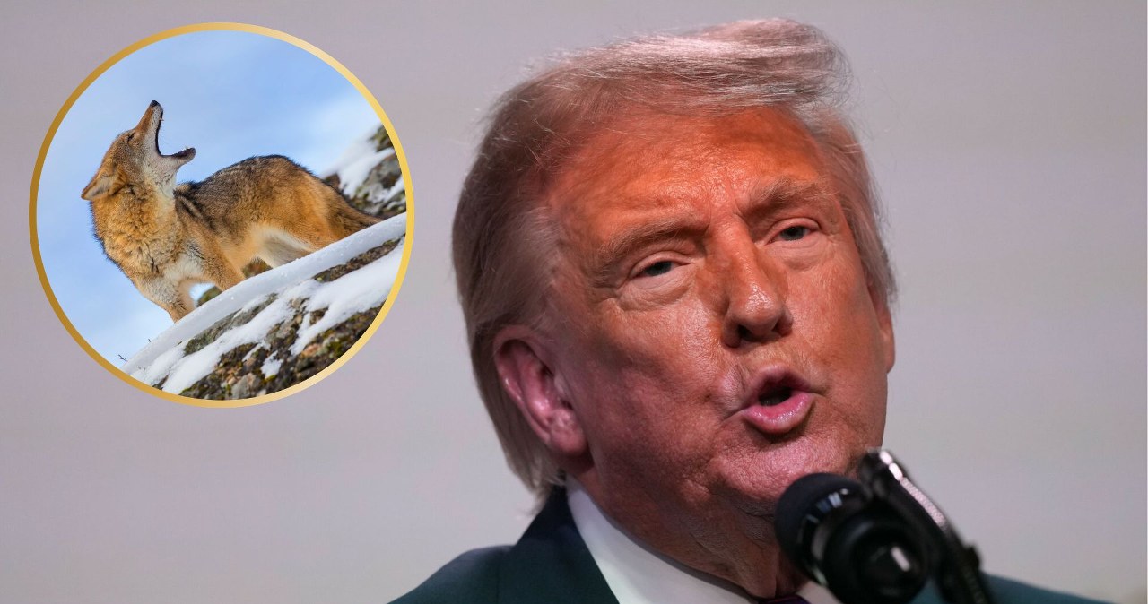 Wrócą śmiertelnie groźne pułapki na zwierzęta? Wielka burza w USA Wrócą śmiertelnie groźne pułapki na zwierzęta? Wielka burza w USA