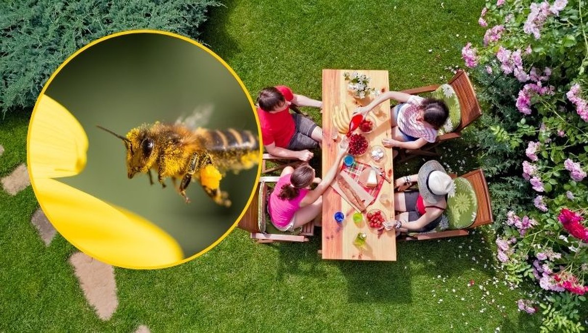 Gdy je zobaczysz, nie panikuj. Jeden z tych owadów gryzie tylko raz