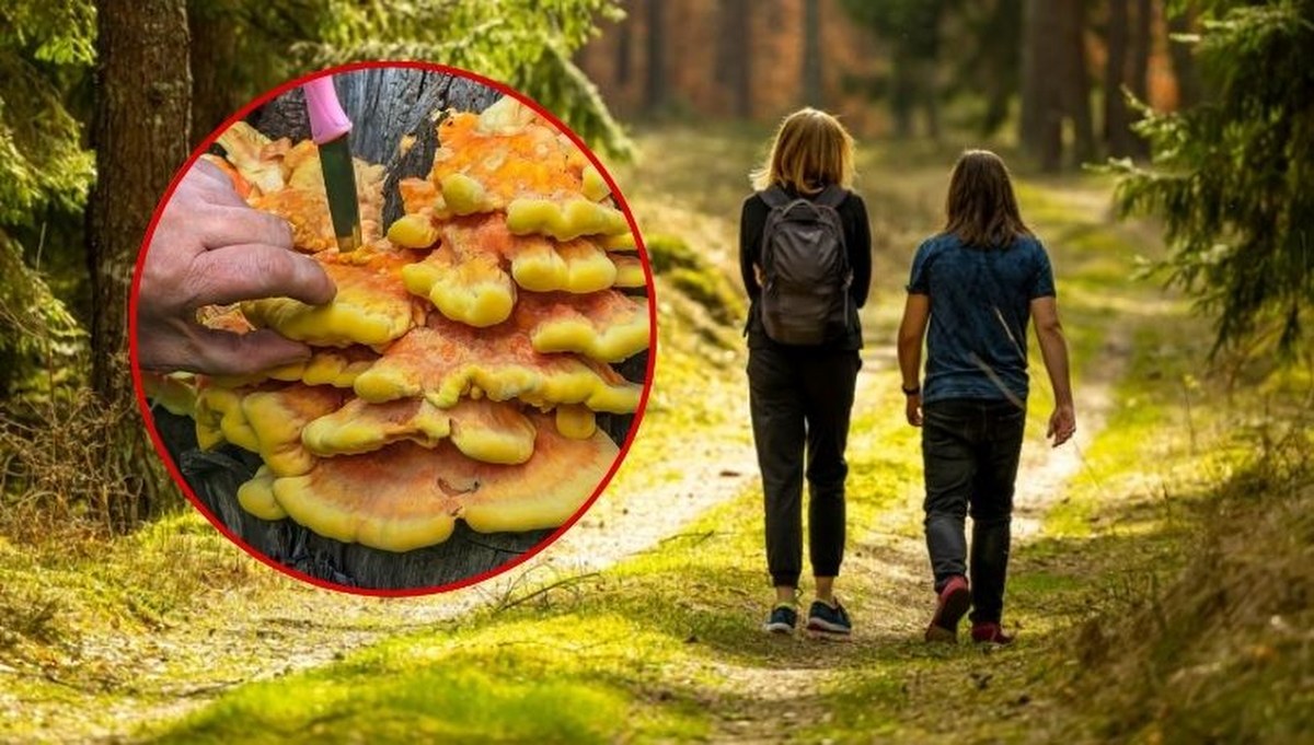 Smakuje jak kurczak, rośnie na drzewie. Ten grzyb to prawdziwy hit maja