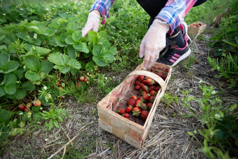 Rolnik zaprasza na samozbiory. Nie wszyscy są zadowoleni. "Trochę za drogo"