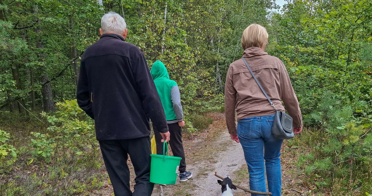 Wysyp "leśnych kurczaków" w maju. Wychodzą z lasów z pełnymi koszami