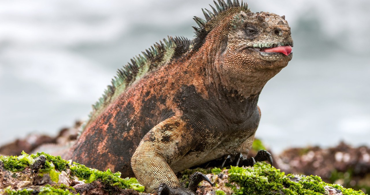 Nurkujące legwany uratowane. Chcieli je wywieźć z Galapagos Nurkujące legwany uratowane. Chcieli je wywieźć z Galapagos