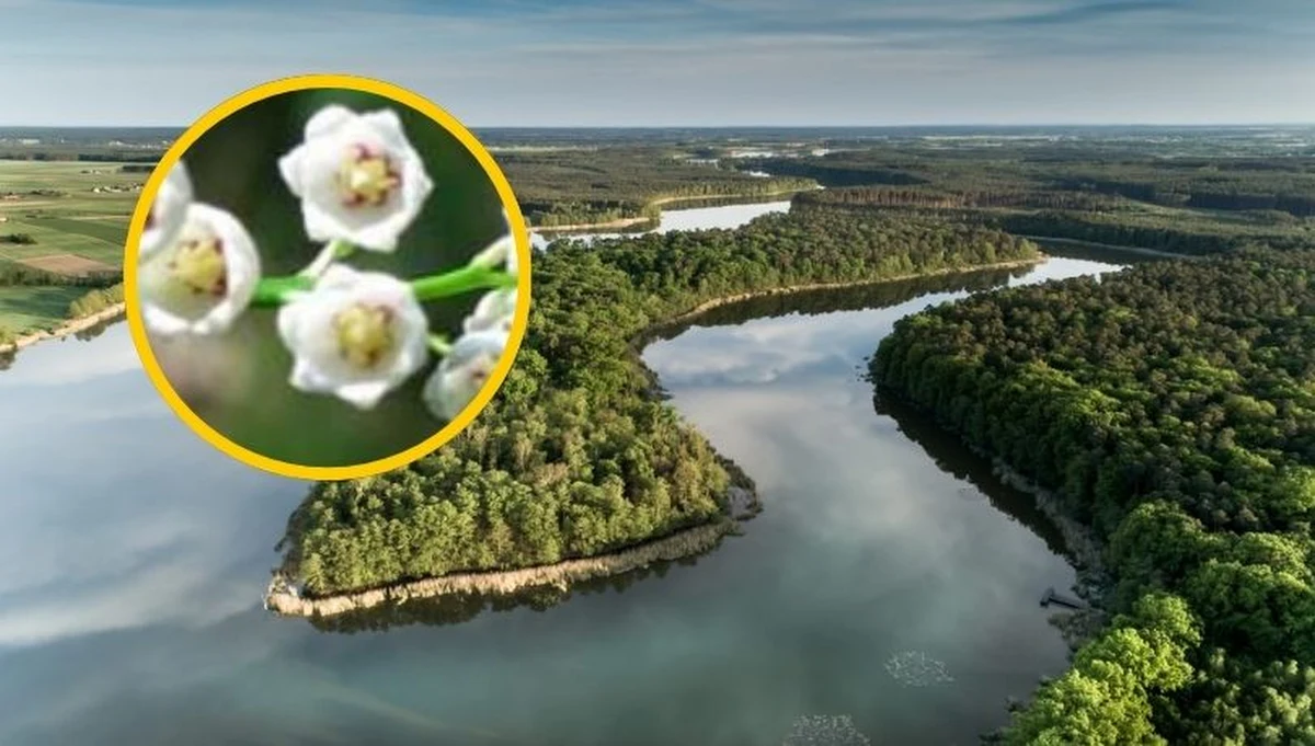 Wyobraź sobie miejsce, gdzie wiosną nad wodą unosi się tak intensywny, słodki zapach, że czuć go z odległości wielu metrów. Na Jeziorze Radomierskim w Wielkopolsce leży Wyspa Konwaliowa – wyjątkowy rezerwat skrywający sekret, którego naukowcy do dziś nie potrafią jednoznacznie wyjaśnić. To tutaj rosną jedyne w Europie konwalie o różowym zabarwieniu pręcików. Choć dziś wstęp na wyspę jest surowo zabroniony, jej niezwykła historia, legendy o krwawej bitwie i dawne tradycje wciąż rozpalają wyobraźnię turystów.