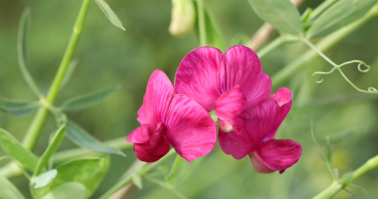 Zamiast pelargonii i surfinii. Pachnące, nieoczywiste kwiaty na balkon
