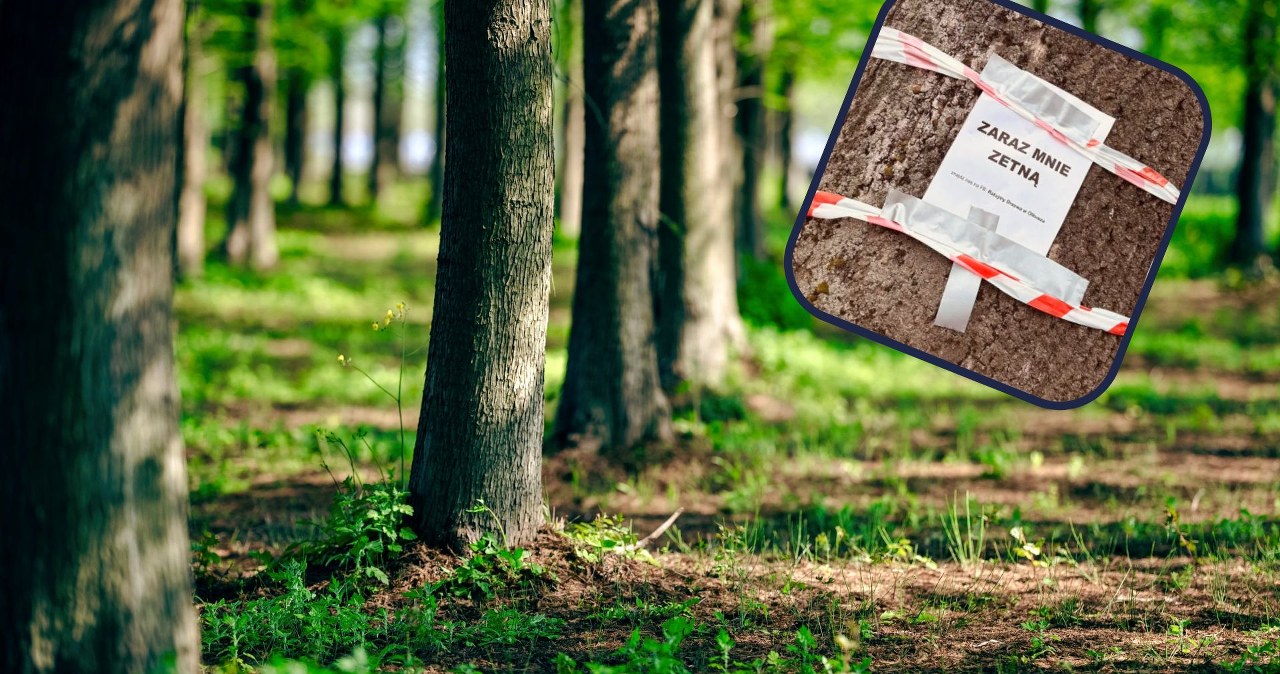 Spór o wycinkę drzew w Olkuszu. Gdy je zetną, zostanie goły beton Spór o wycinkę drzew w Olkuszu. Gdy je zetną, zostanie goły beton