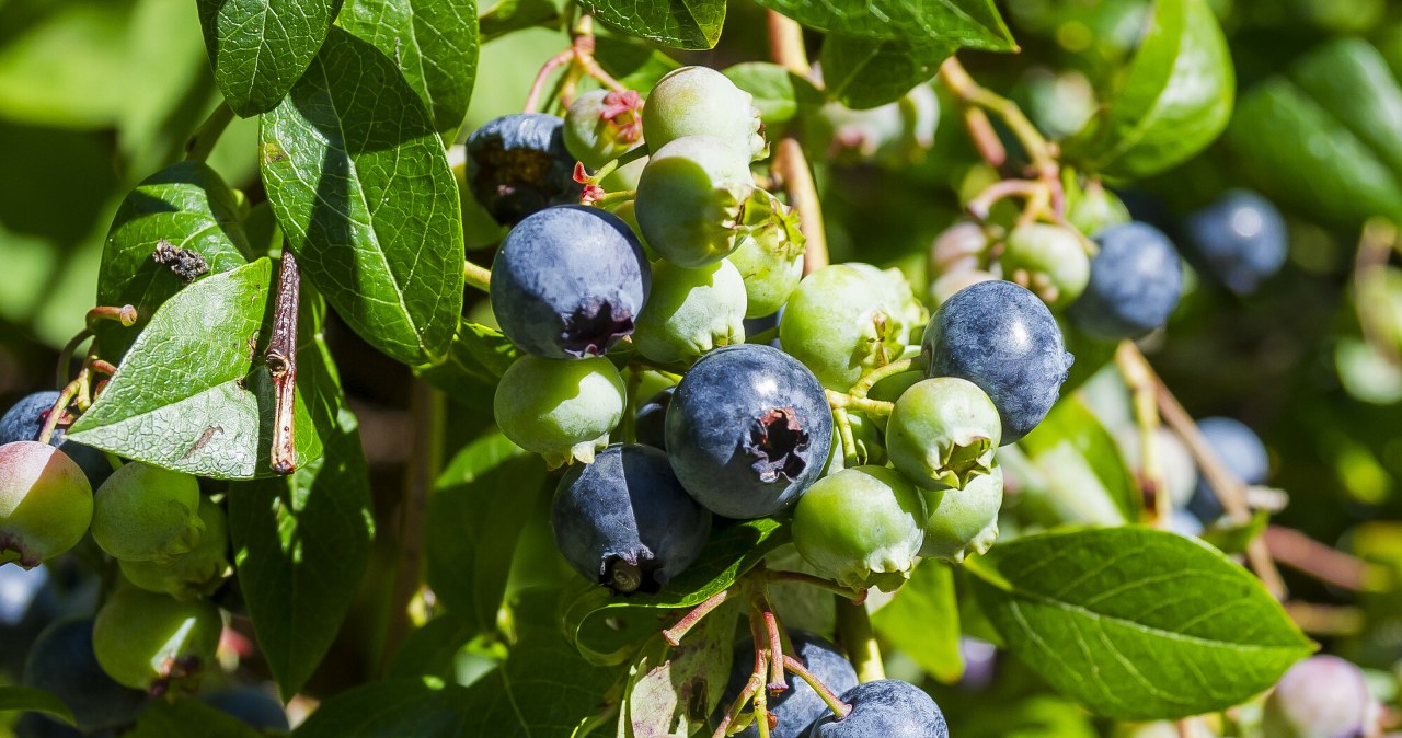 Borówkę amerykańską możesz uprawiać na balkonie. Wystarczy, iż zadbasz o to