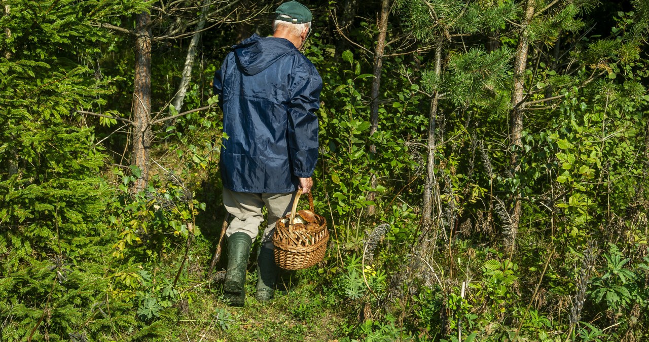 Mało kto wie, iż te grzyby są jadalne. Szkoda, bo smakują wybornie