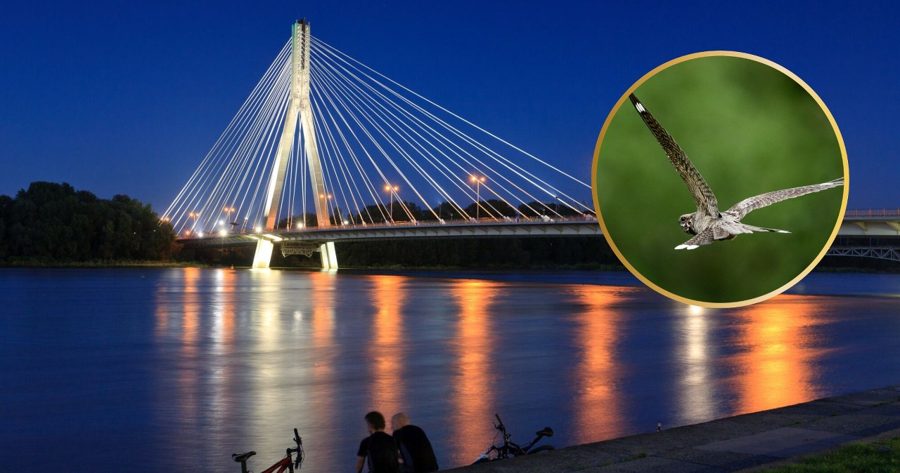 Tajemnicze zwierzęta latają nocą po Warszawie. Co się dzieje? Tajemnicze zwierzęta latają nocą po Warszawie. Co się dzieje?