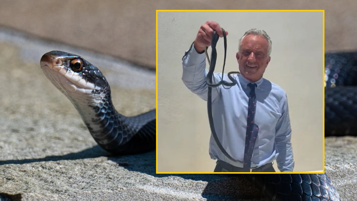 Sekretarz zdrowia USA Robert F. Kennedy Jr. po raz kolejny wywołał poruszenie swoim zachowaniem. Ponownie pochwalił się swoją "nietypową" interakcją ze zwierzętami. Tym razem polityk opublikował nagranie, na którym gołymi rękami chwyta dwa wijące się węże.
