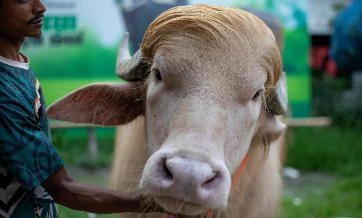 Rzadki bawół albinos z Bangladeszu, nazwany „Donald Trump” ze względu na charakterystyczną blond czuprynę, został ocalony przed rytualnym ubojem podczas Eid al-Adha. Decyzję o uratowaniu zwierzęcia podjęły władze po tym, jak zwierzę zyskało ogromną popularność w internecie.