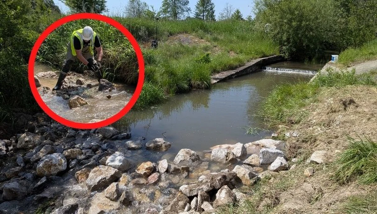 Wędkarze "naprawiają" rzekę Sankę. Jeszcze przez kilka dni potrwają prace mające na celu zniwelowanie 6 betonowych progów, które uniemożliwiają migrację ryb. To część projektu renaturyzacyjnego tej wyprostowanej i wybetonowanej rzeki. Realizuje go Stowarzyszenie Małopolska Ochrona Wód i Środowiska przy wsparciu Fundacji WWF Polska.