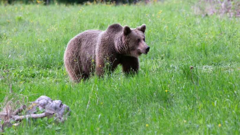 Akcja w Bieszczadach, odławiają niedźwiedzie. Ekspertka wskazuje wprost