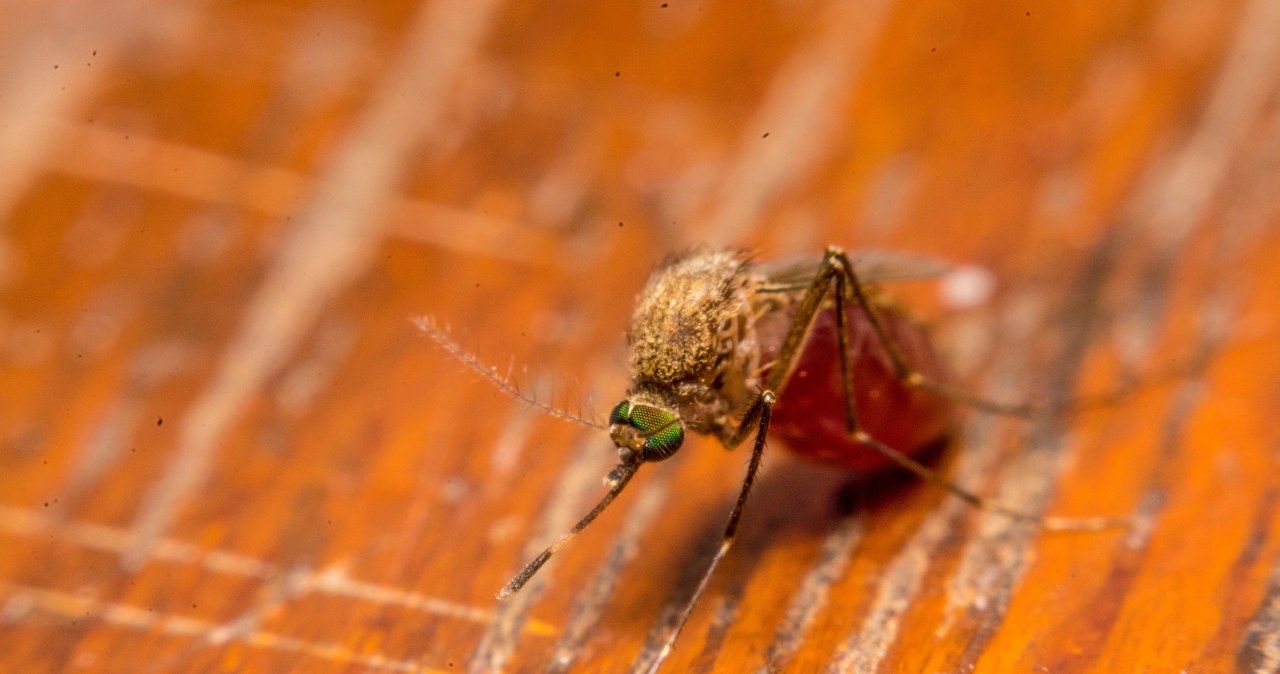 Choroba znana dotąd tylko z tropików bije rekordy w innych częściach świata Choroba znana dotąd tylko z tropików bije rekordy w innych częściach świata