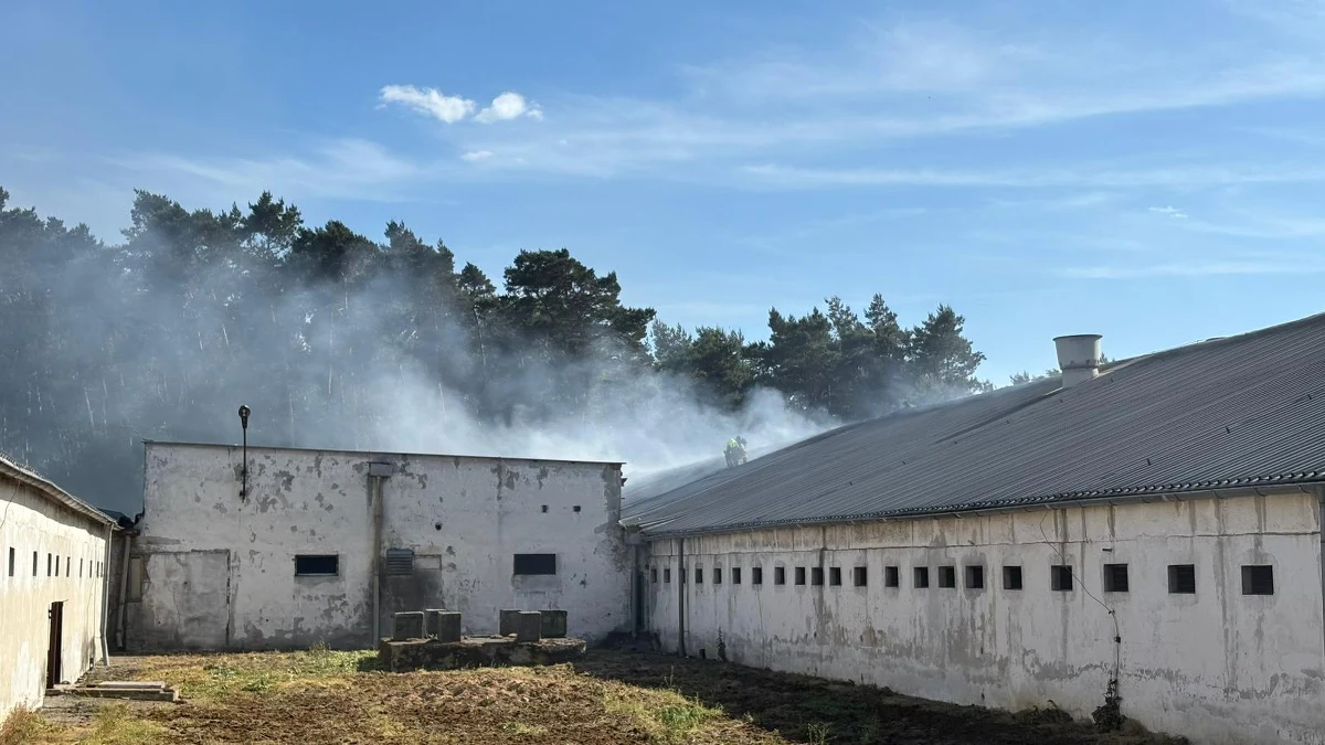 Strażacy gaszą pożar w gospodarstwie zajmującym się hodowlą trzody chlewnej w pobliżu wsi Lutol w powiecie żarskim (Lubuskie). Ogień pojawił się w jednej z dziesięciu chlewni. Zginęło około 150 macior i około 2 tys. prosiąt.