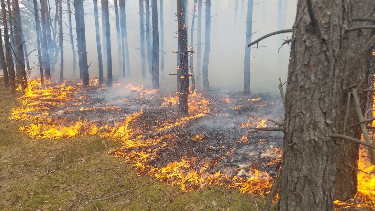 Pożar lasu na Mazowszu. Nowe informacje