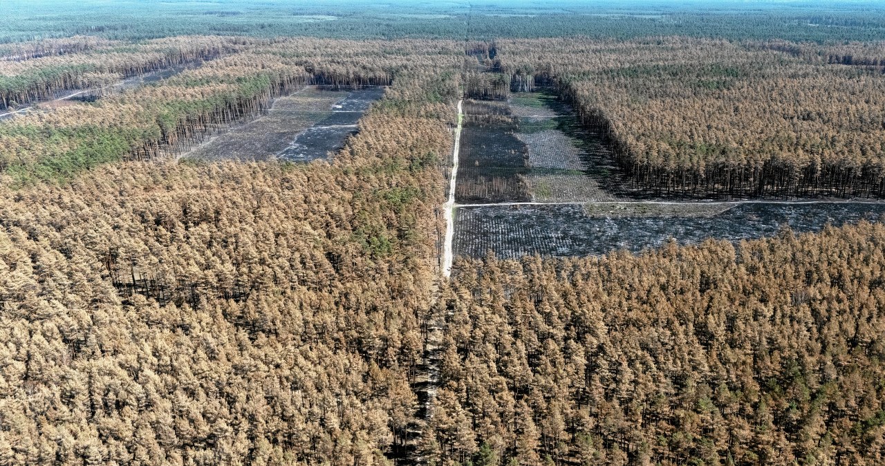 Pożar strawił puszczę, ale leśnicy zaskoczeni. Przyroda już się odradza Pożar strawił puszczę, ale leśnicy zaskoczeni. Przyroda już się odradza