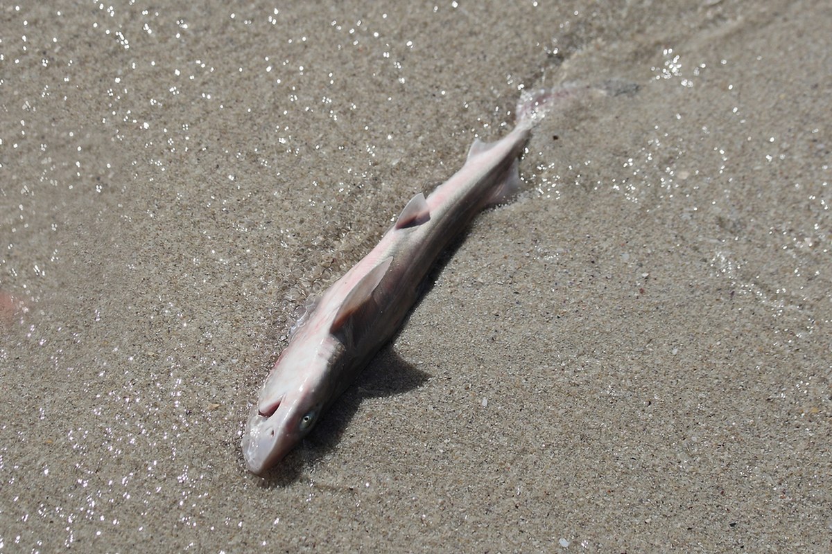 Belgia: Dziesiątki martwych rekinów wyrzuconych na plażę