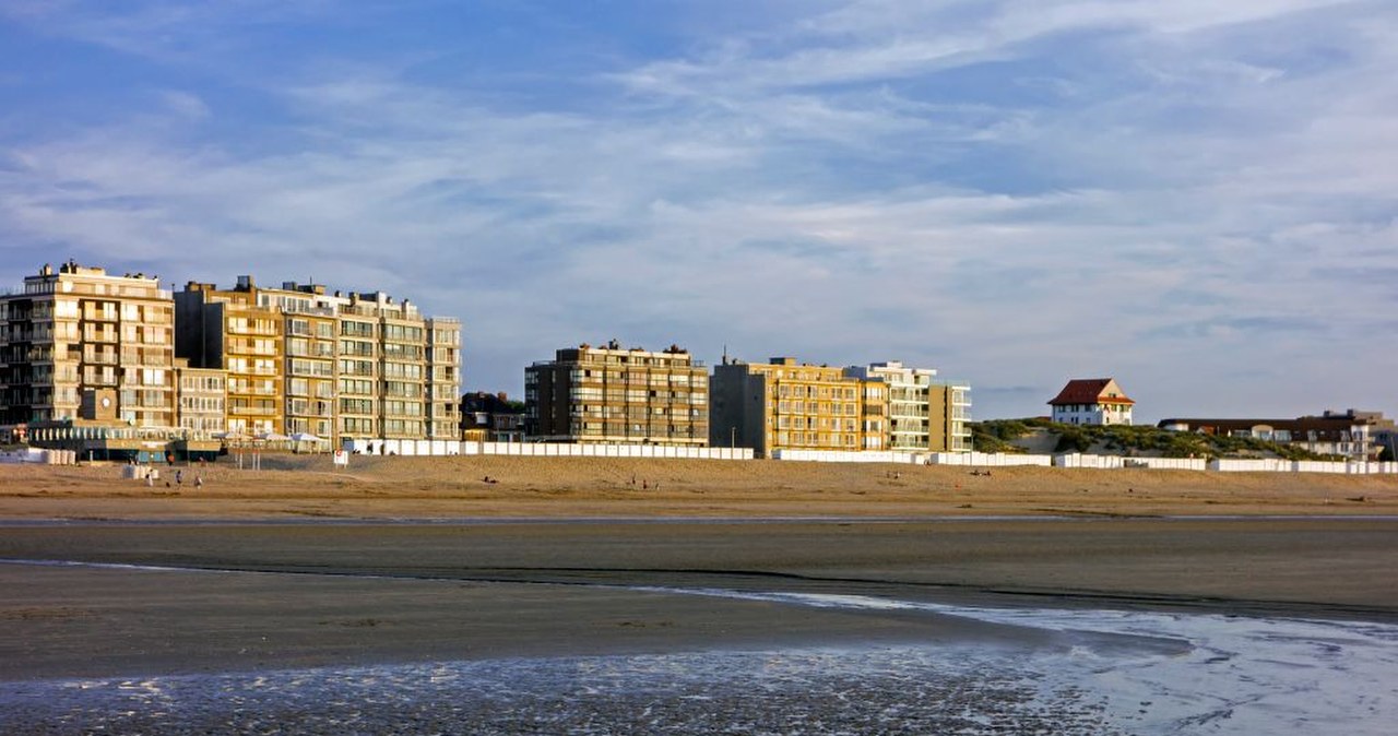 Belgia. Dziesiątki martwych rekinów w Koksijde. Ekspertka wskazuje powód Belgia. Dziesiątki martwych rekinów w Koksijde. Ekspertka wskazuje powód
