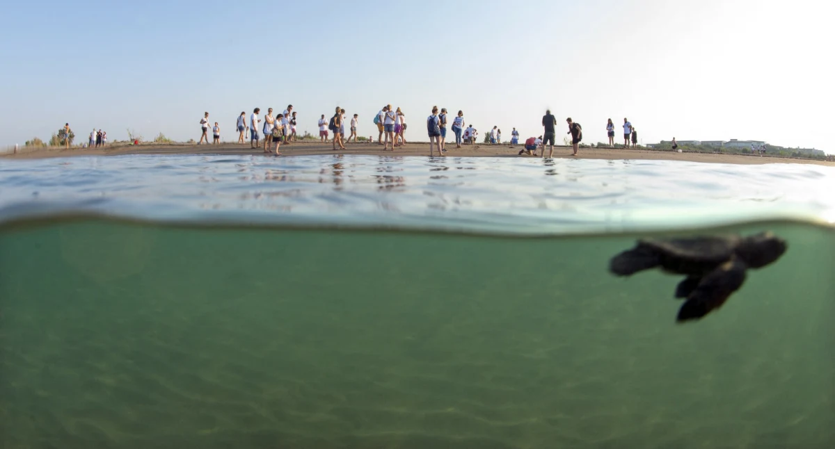 Władze Turcji zdecydowały o wprowadzeniu nocnych ograniczeń na wielu popularnych plażach śródziemnomorskich. Powodem jest ochrona żółwi morskich w trakcie sezonu lęgowego - informuje dziennik "Hurriyet".
