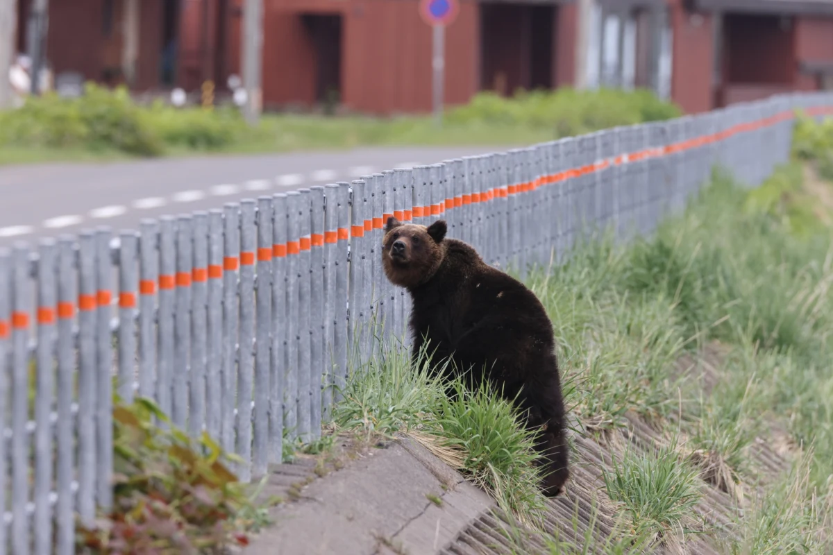 Cztery osoby zostały ranne w wyniku serii porannych ataków niedźwiedzia w mieście Fukushima na północnym wschodzie Japonii. Władze zdecydowały o odwołaniu lekcji we wtorek, możliwe jest wprowadzenie stanu wyjątkowego. Zwierzęcia dotąd nie schwytano.