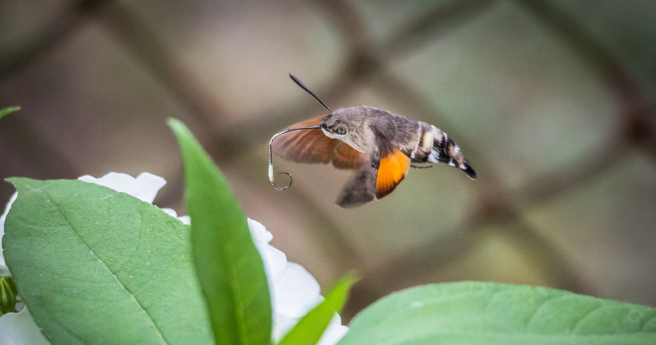 Zawisają w powietrzu, można pomylić je z ptakami. To polskie kolibry Zawisają w powietrzu, można pomylić je z ptakami. To polskie kolibry