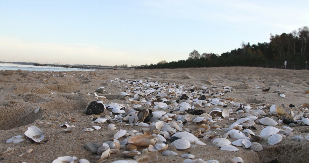 Gdzie zbierać muszle nad Bałtykiem? Polskie plaże pełne skarbów