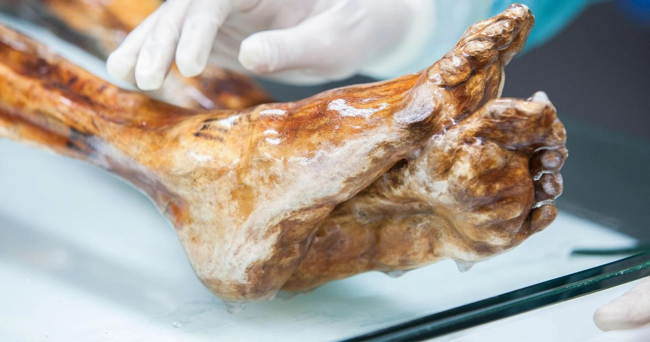 5300 lat w lodzie i przez cały czas aktywne. Ötzi okazuje się żywym ekosystemem