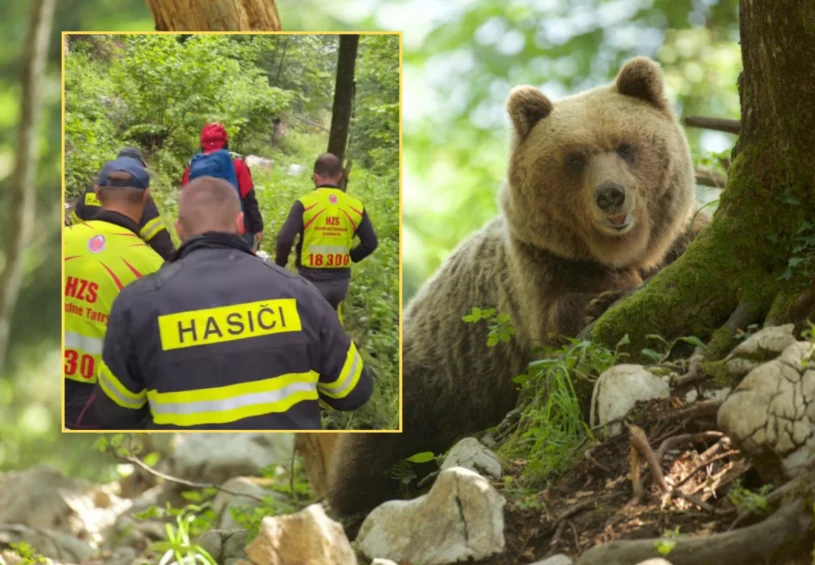 Ekstremalna akcja ratunkowa na Słowacji. Niedźwiedź zaatakował 37-latka