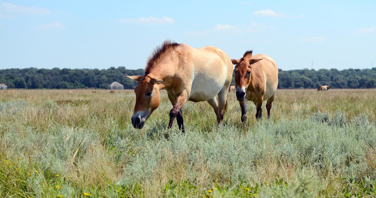Przodek koni wymarł w naturze. Wraca, pojawił się w kolejnym kraju Przodek koni wymarł w naturze. Wraca, pojawił się w kolejnym kraju