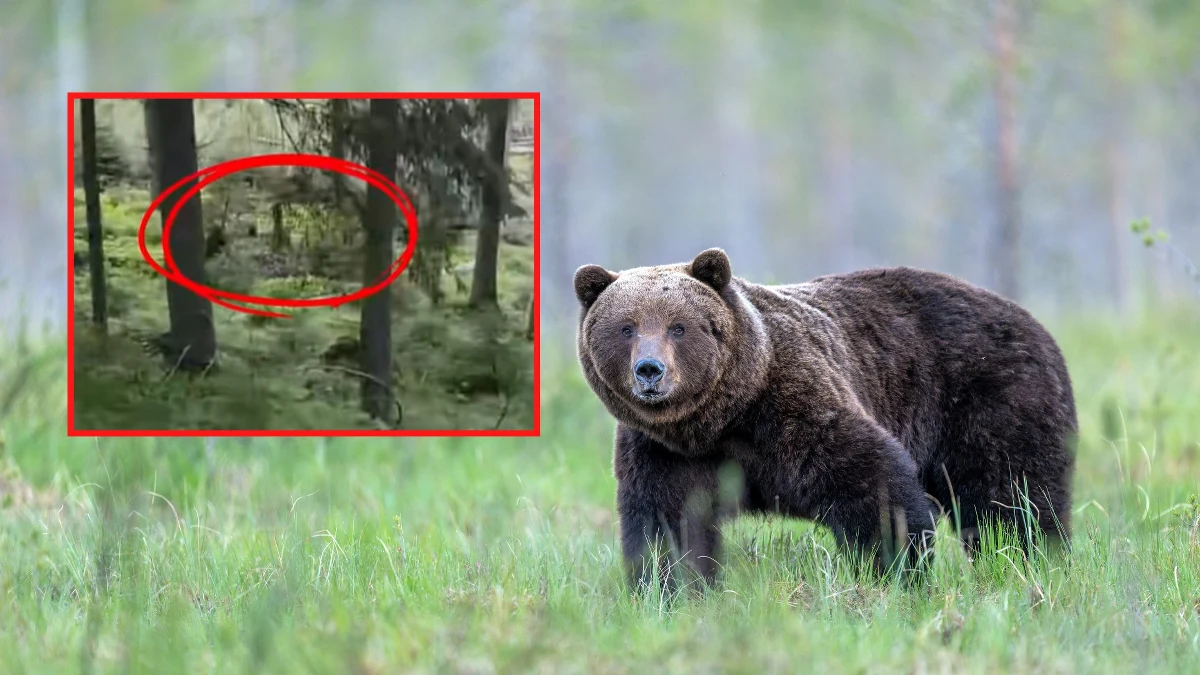 ​Niedźwiedź upolował łanię tuż przy szlaku do Morskiego Oka. Wszystko to nagrali fiakrzy obsługujący tę popularną trasę i opublikowali w mediach społecznościowych. "Las to ich królestwo, a my jesteśmy tam tylko gośćmi" - przypomnieli, apelując o zachowanie ostrożności.