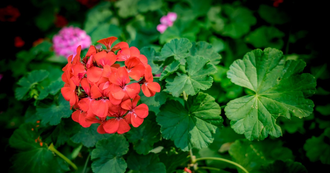 Twoje pelargonie nie chcą kwitnąć? Winny może być ten popularny błąd