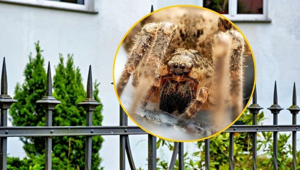 Jadowity pająk Nosferatu tuż przy polskiej granicy. Liczba zgłoszeń lawinowo rośnie