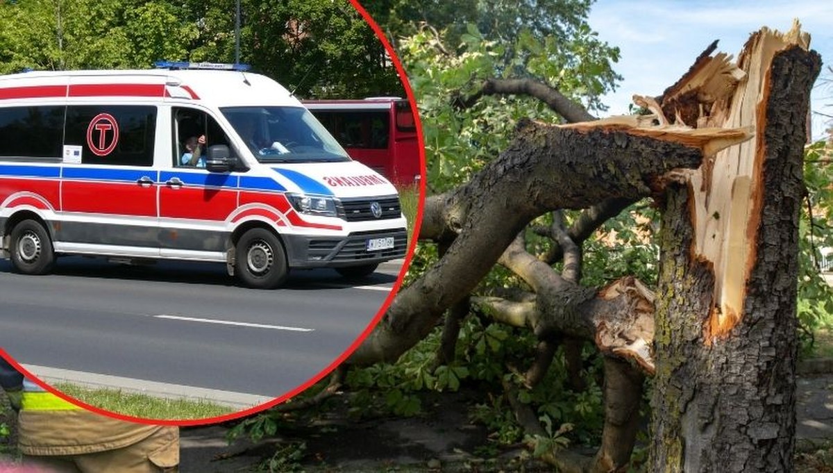 Drzewo przygniotło przechodniów w Kołobrzegu. Dwie osoby w szpitalu