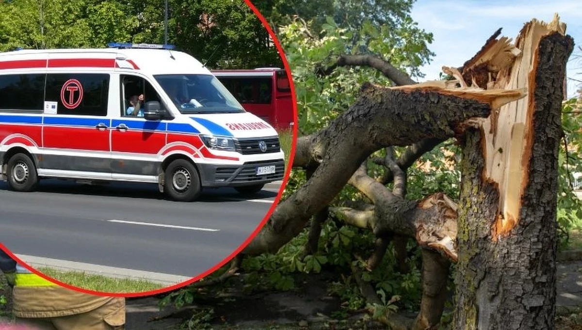 Kobieta i mężczyzna poruszający się na wózku zostali przygnieceni przez drzewo. Oboje poszkodowani trafili do szpitala – poinformowała zachodniopomorska straż pożarna. Do zdarzenia doszło przy ul. Łopuskiego w Kołobrzegu. 