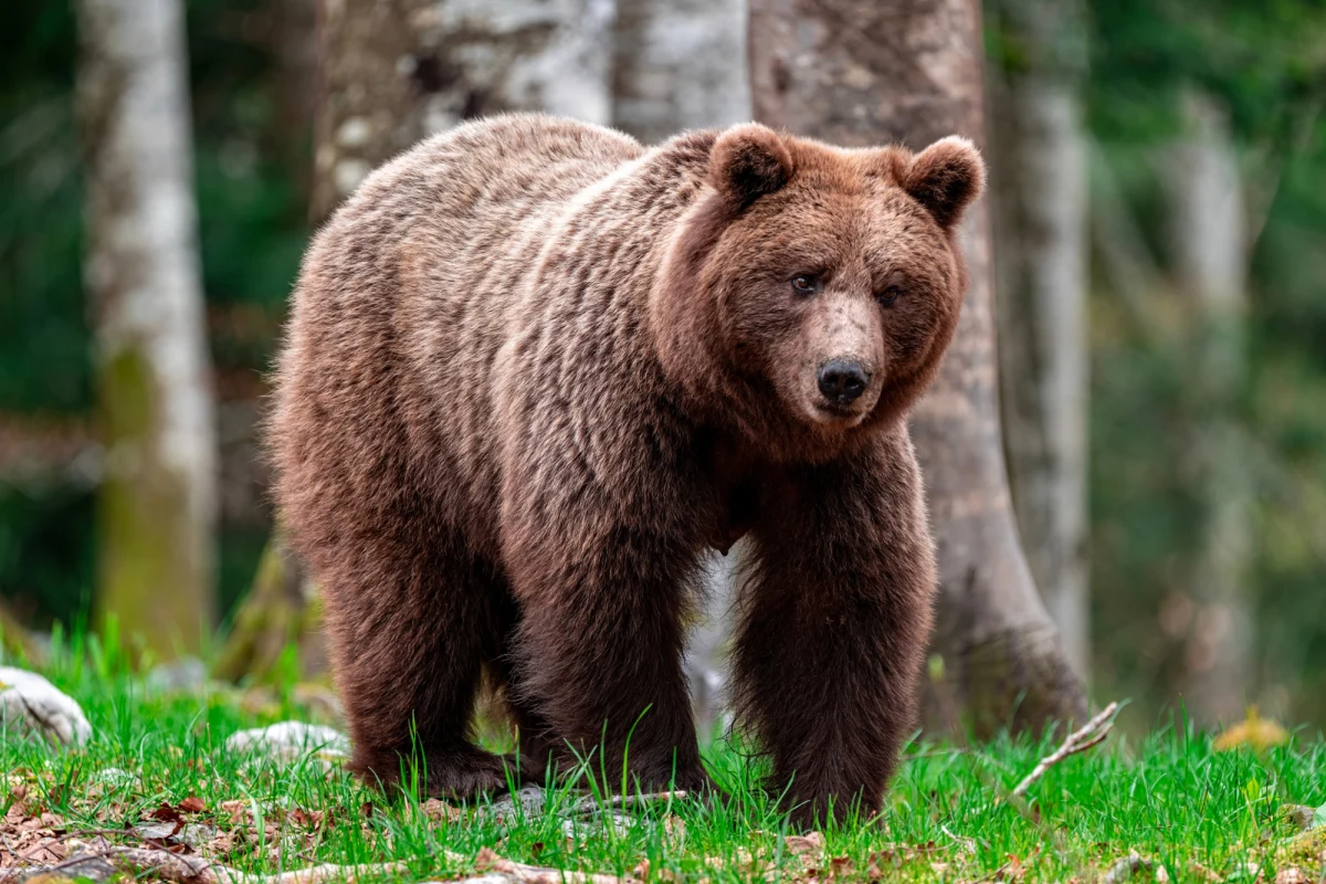 "Myślałem, że to koniec" - tak 32-letni Daniel Crago z Kalifornii opowiada o chwili, gdy został zaatakowany przez niedźwiedzia grizzly w Parku Narodowym Glacier w amerykańskiej Montanie. Mężczyzna w wyniku tego zdarzenia doznał urazu ręki. Przeszedł trzy operacje. Jak podkreśla, jest niezwykle szczęśliwy, że żyje. 