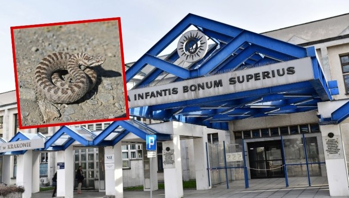 Dramatyczne kulisy walki o życie nastolatka ukąszonego przez żmiję