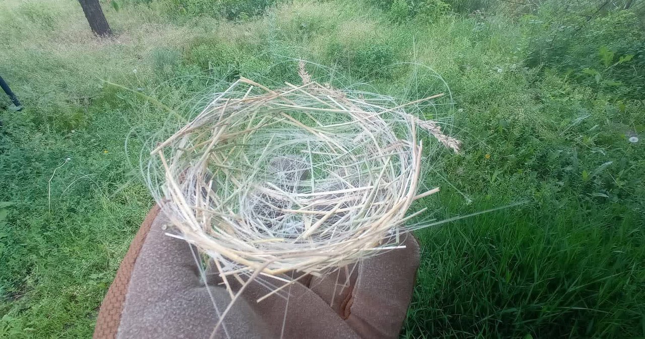 War leaves its mark on nature. Birds are building nests out of drone cables