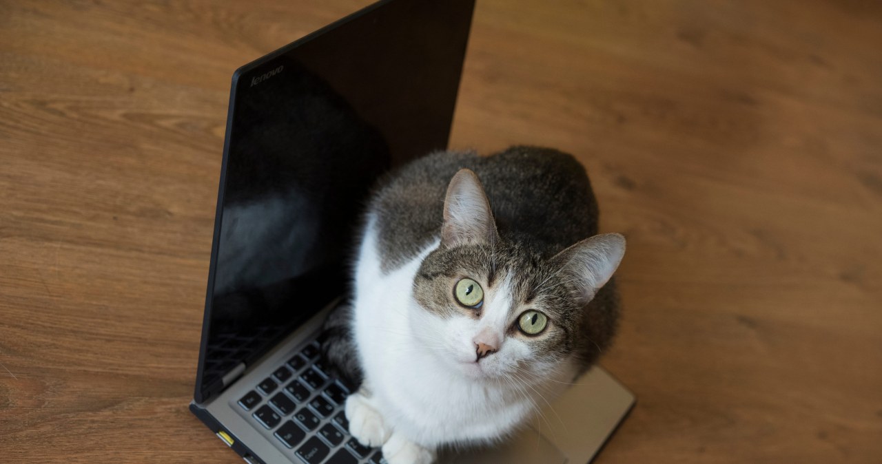 Dlaczego kot kładzie się na laptopie? To największy komplement dla opiekuna