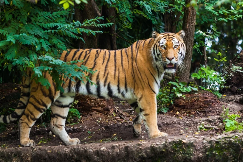 "Praca marzeń" w zoo dla opiekuna drapieżnych. Oto wymagania i zarobki