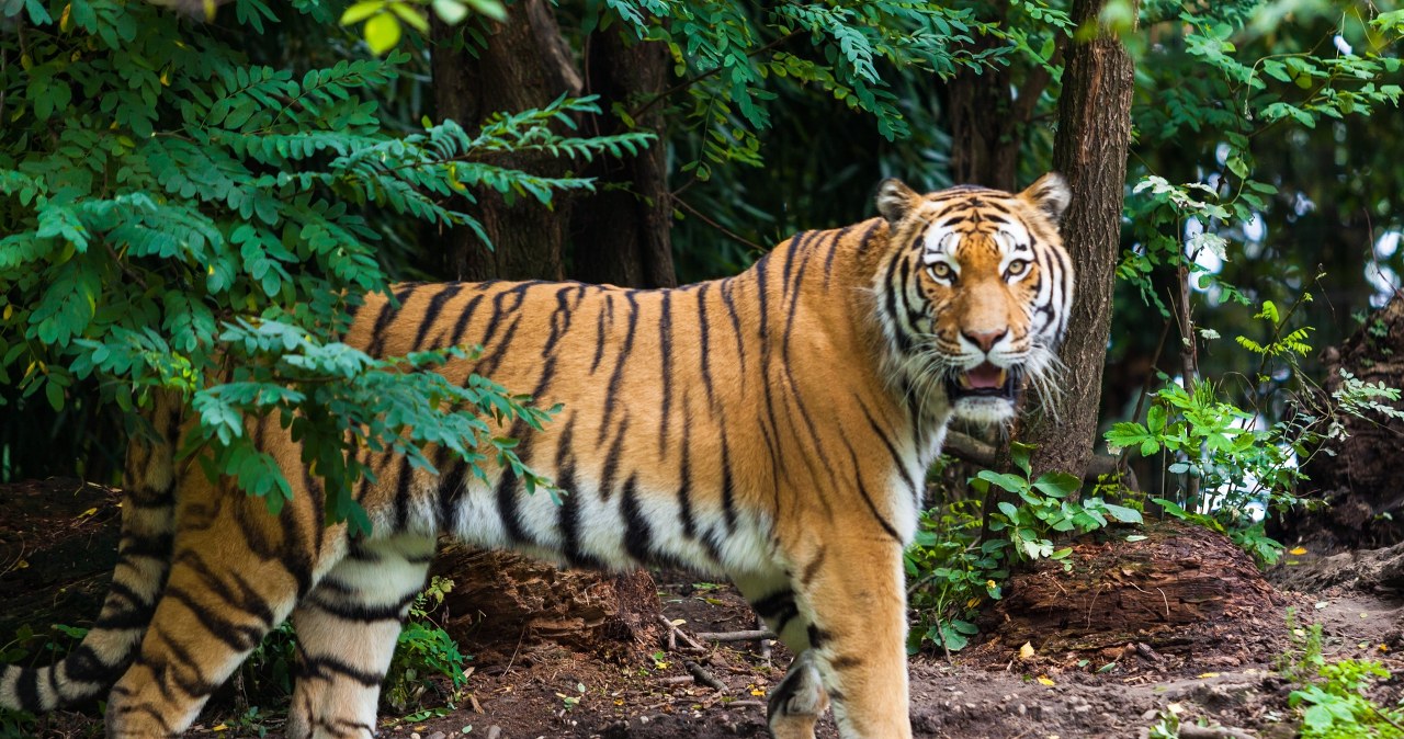 "Praca marzeń" w zoo dla opiekuna drapieżnych. Oto wymagania i zarobki