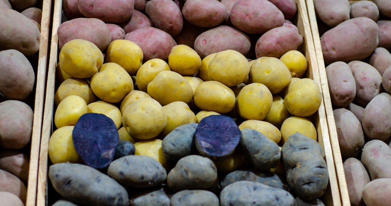 Zbijają cholesterol i wysokie ciśnienie. Fioletowe ziemniaki jedz częściej